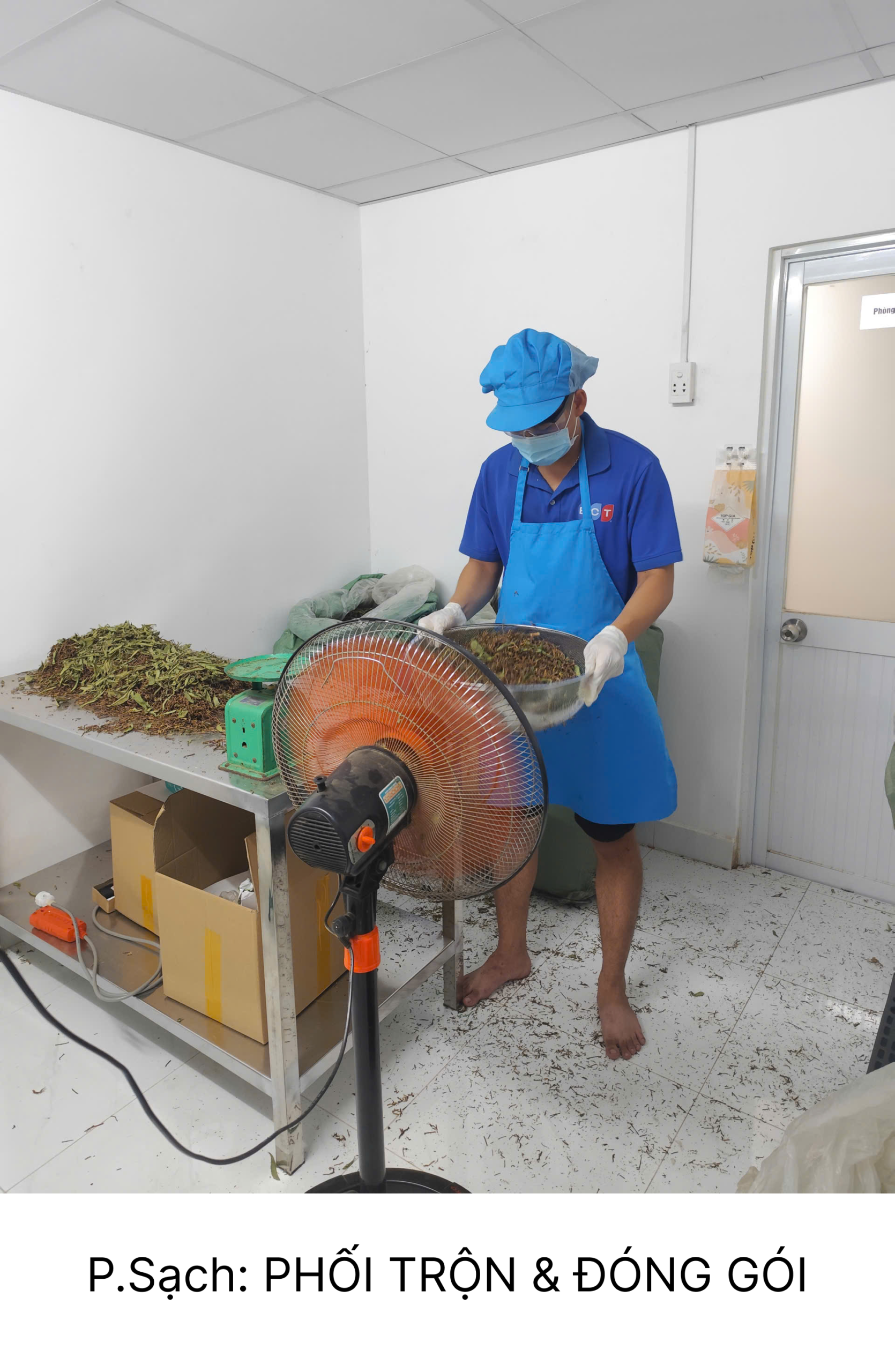 Bên trong phòng sạch sản xuất và đống gói trà sâm an